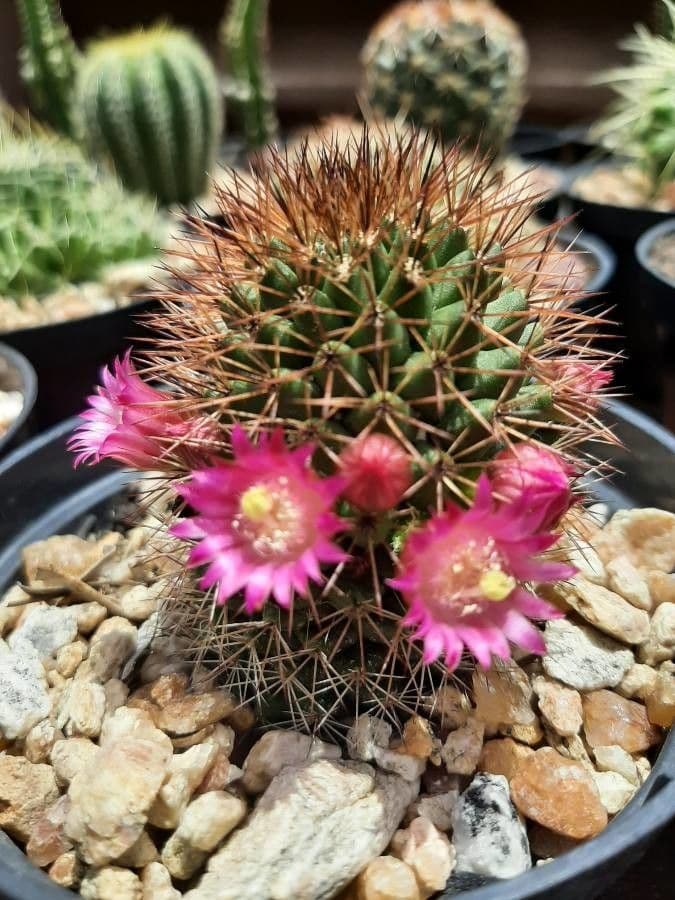 Cactus coussin de Backeberg 2