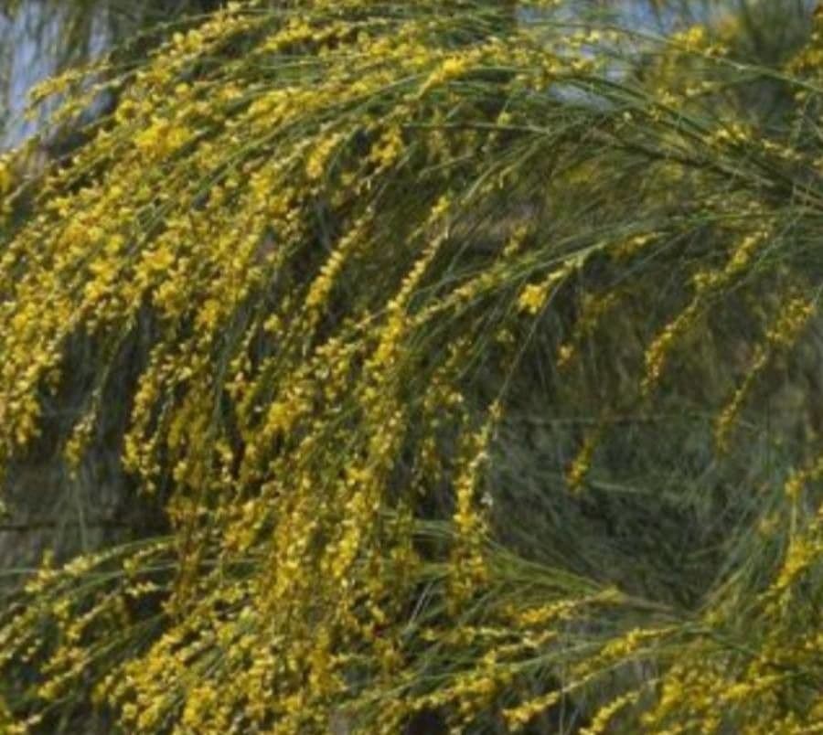 Viminaria giuncea 3