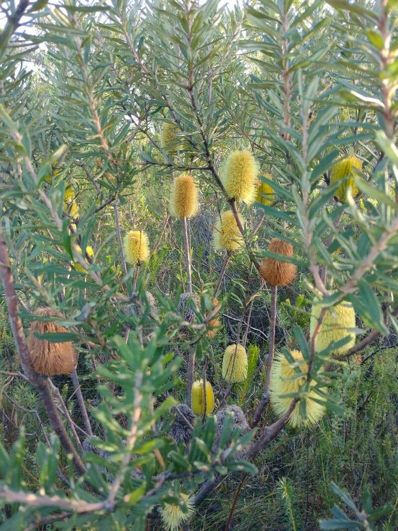 Banksia 8