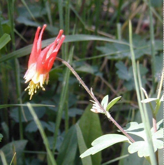 Westlicher roter Akelei