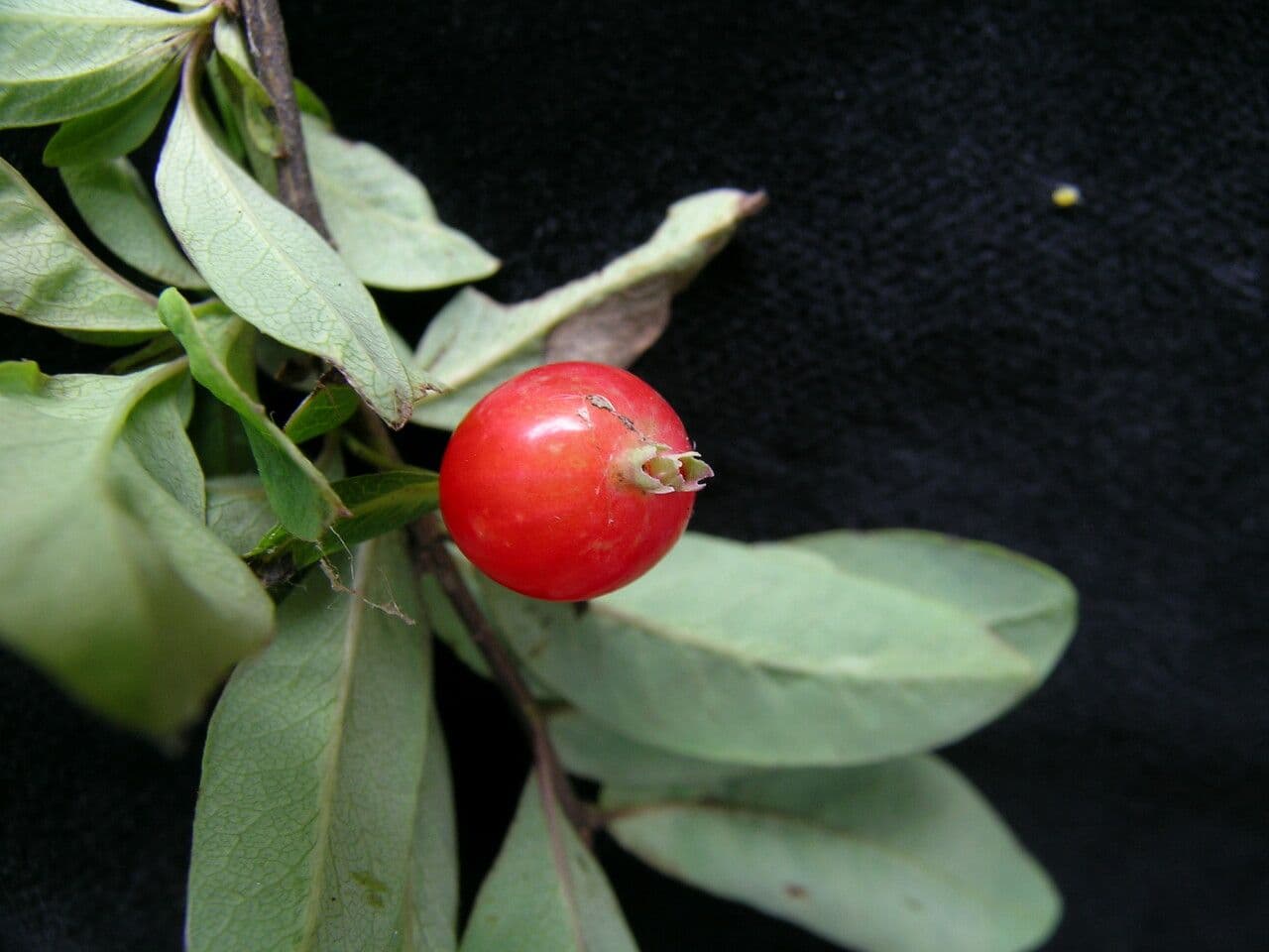 Geißblatt 2