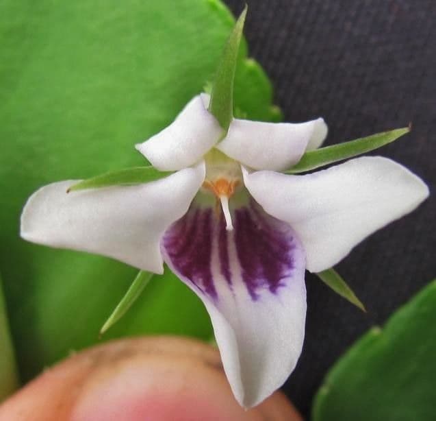 Viola stipularis 4