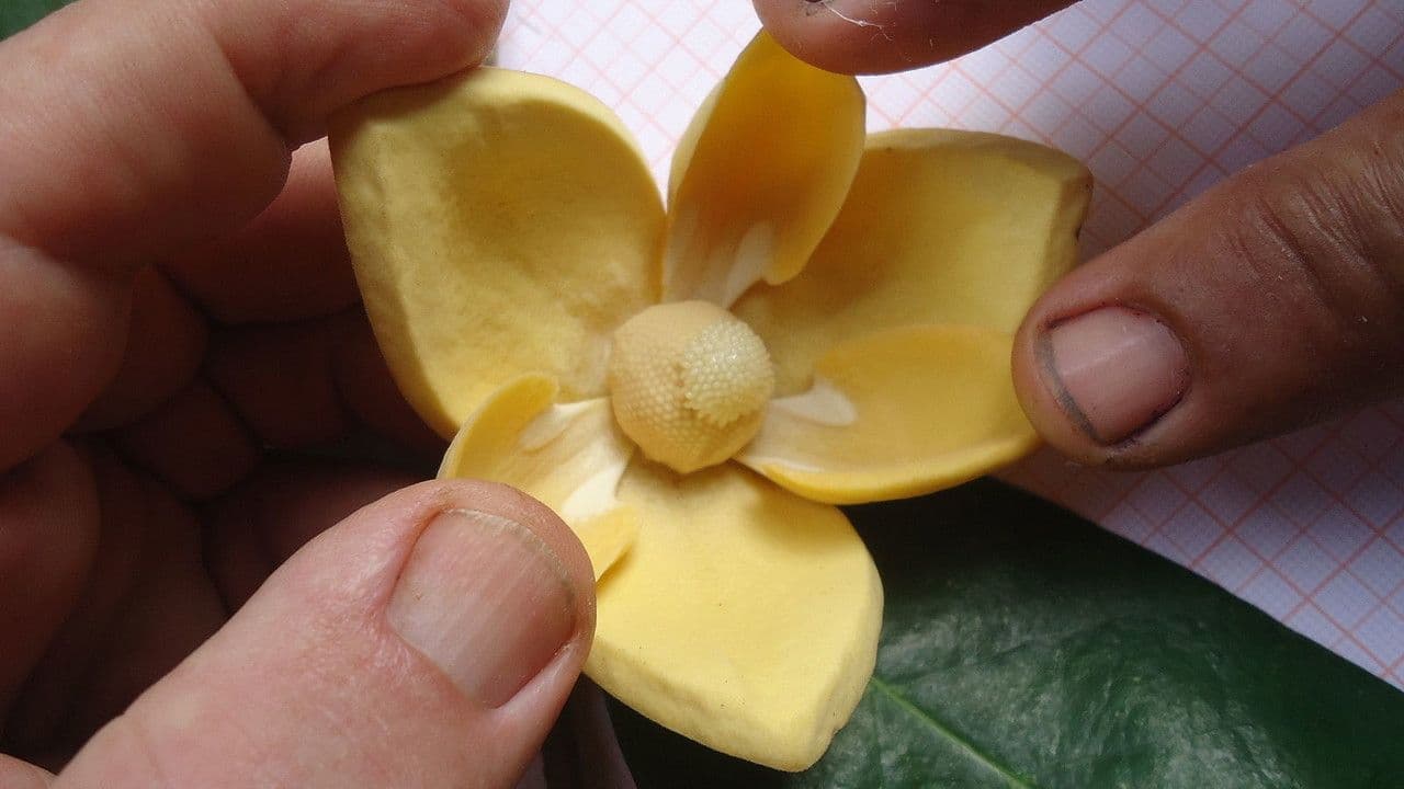 Cukrowiec górski 8