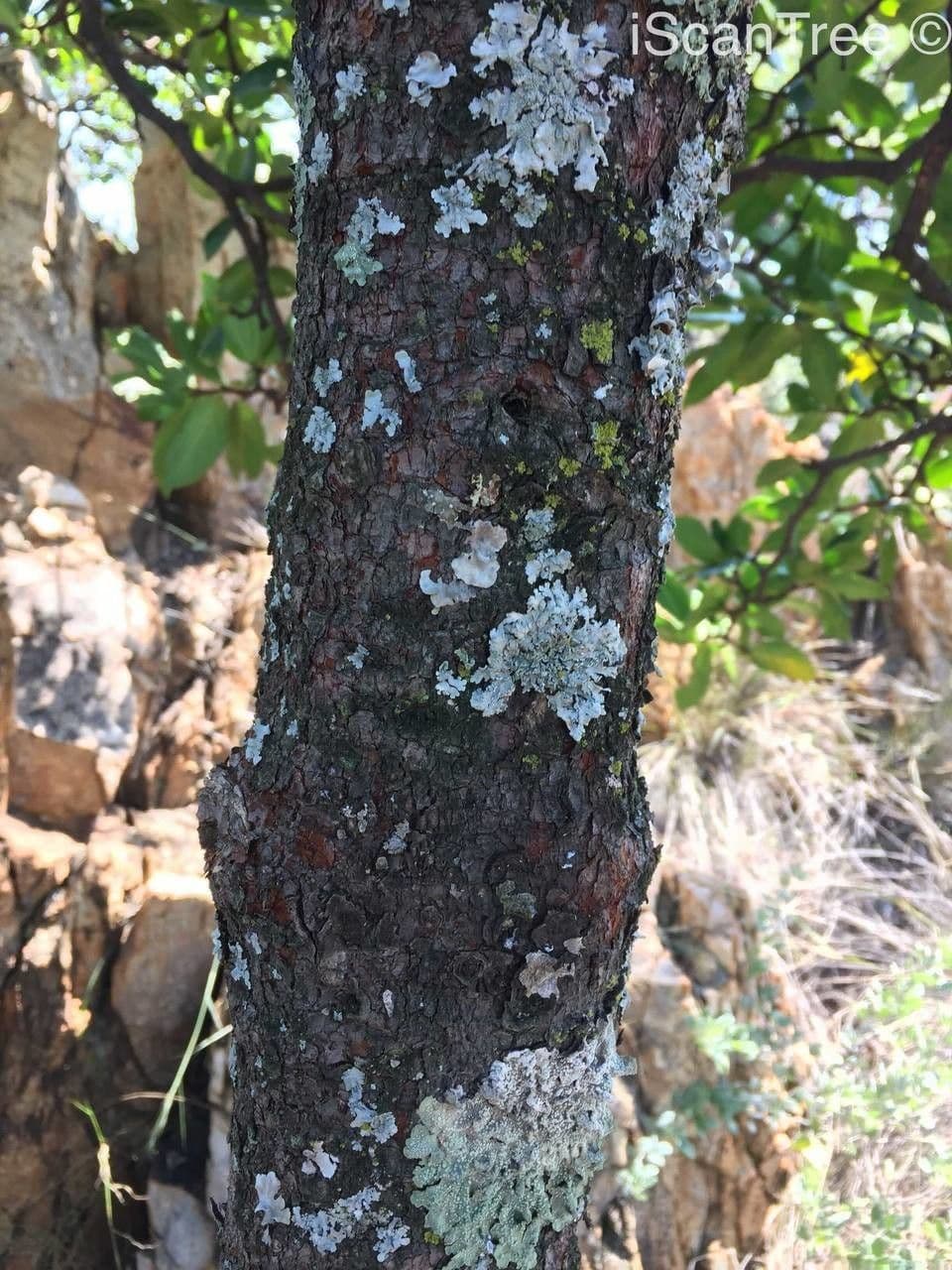 Gardenia del Capo 25