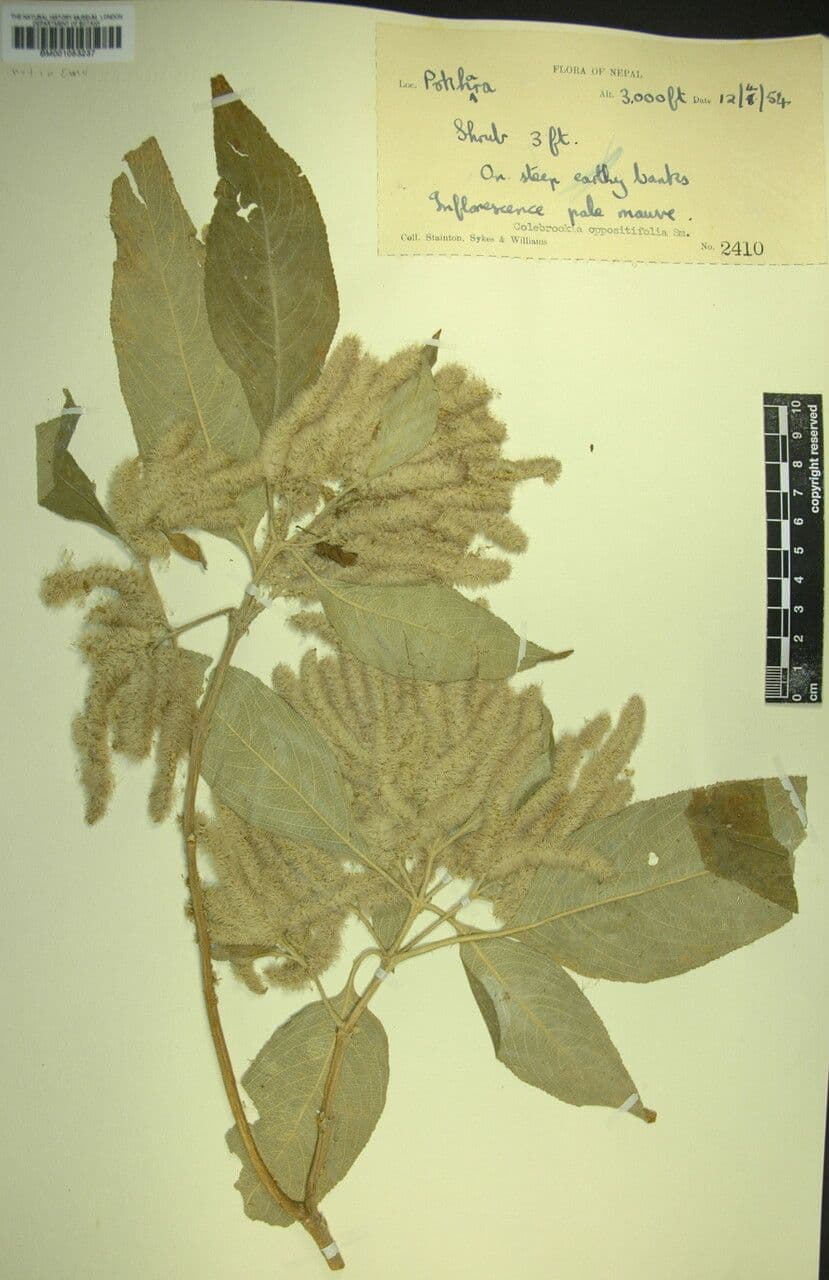 Colebrookea 13