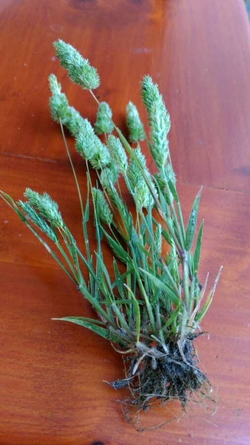 Codolina delle spiagge 16