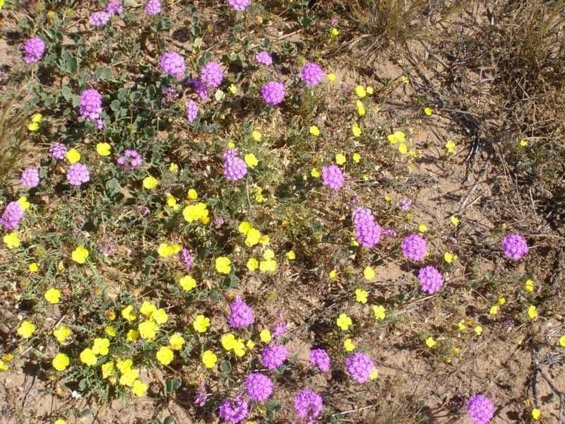 Abronia gracile 2