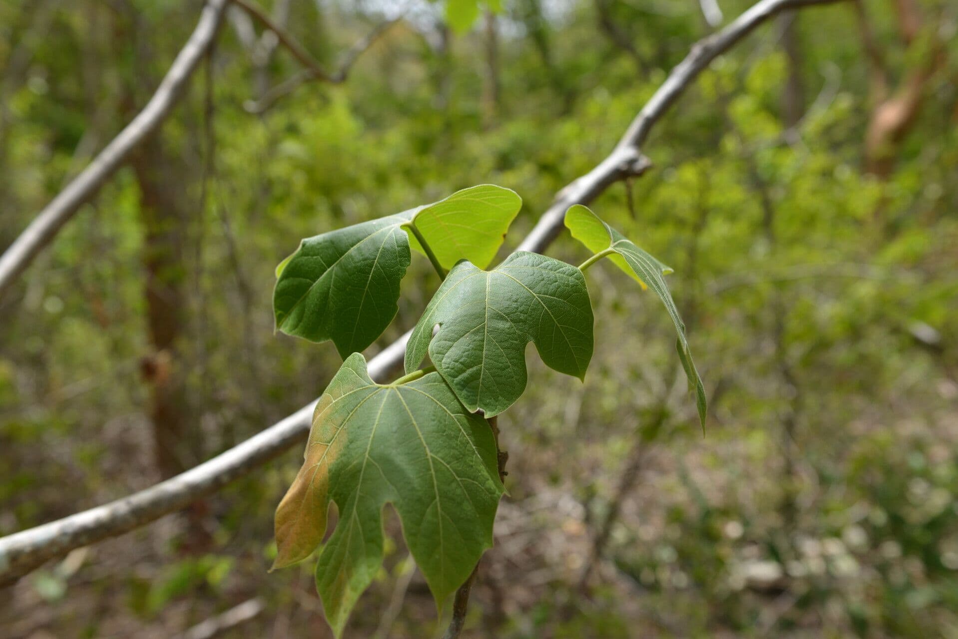 Gyrocarpus