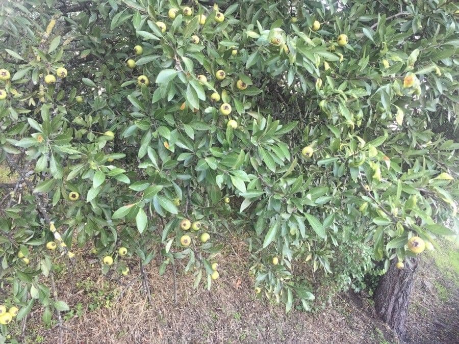 Peral de hoja de almendro 11