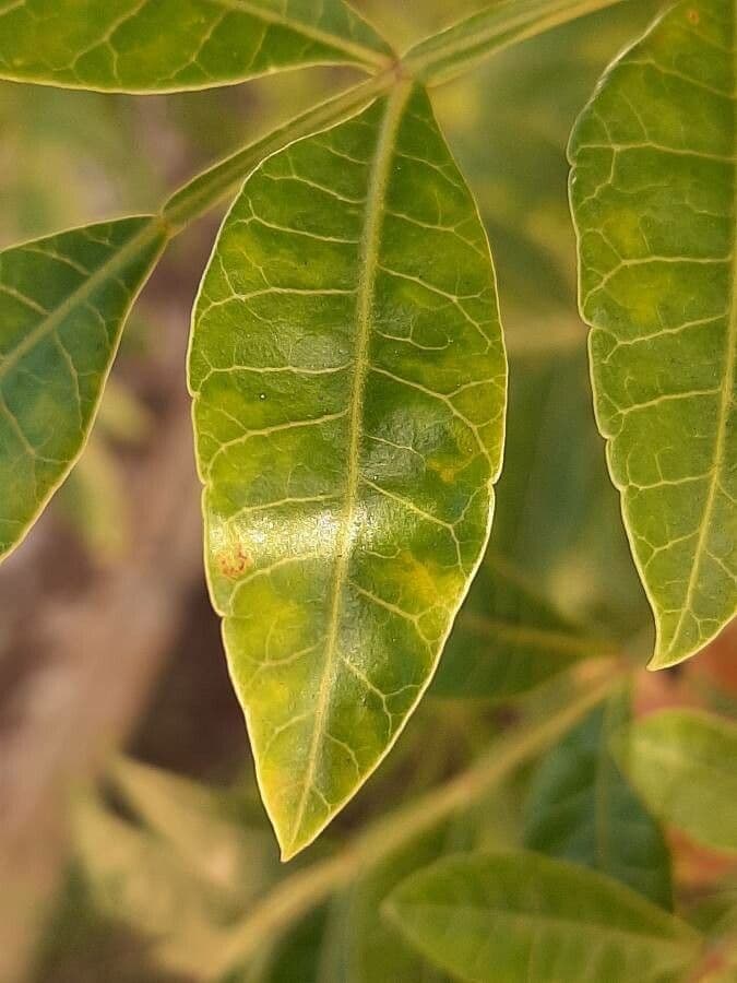 Brazilian peppertree 16