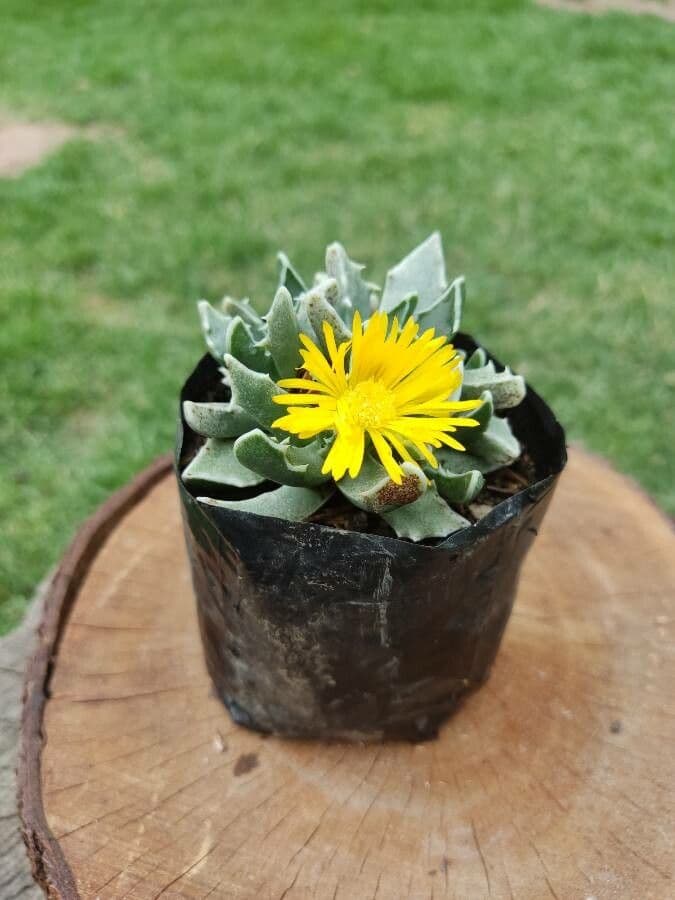 Faucaria 2