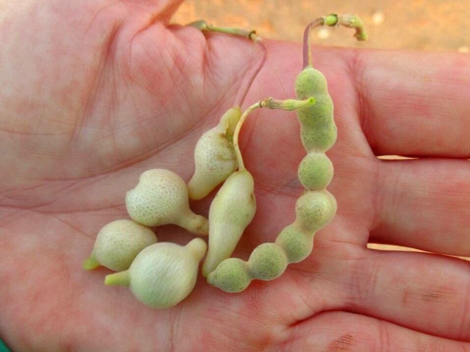 Dickblättrige Maerua 2