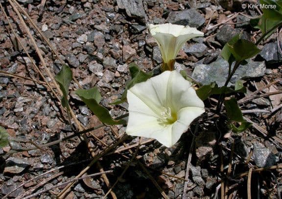 Calystegia 8