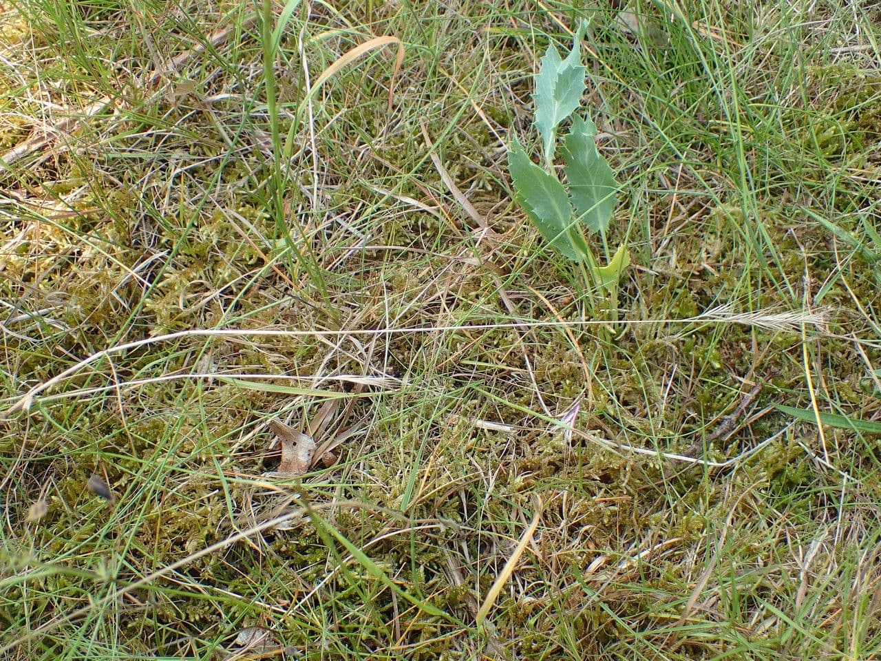 Paléo bromoide 13