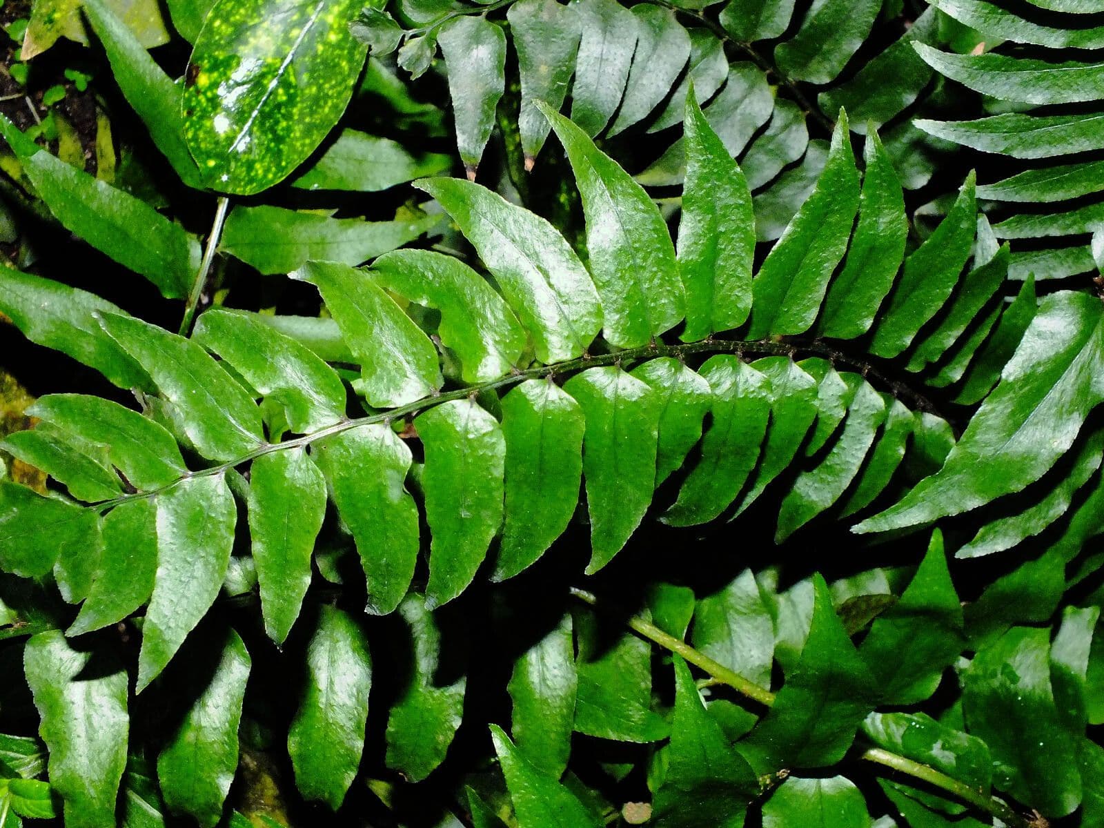 Fougère de Fortune 15