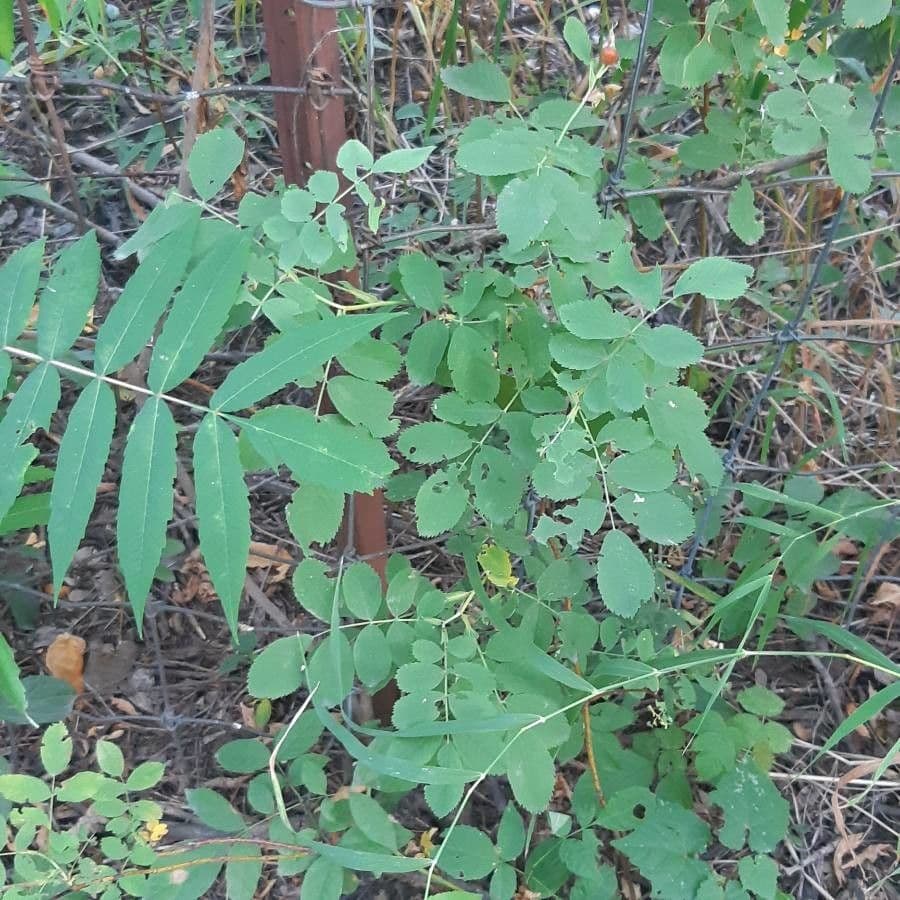 Woods-Rose 14