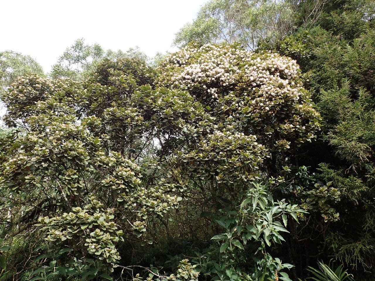 Feigenblättrige Dombeya 11