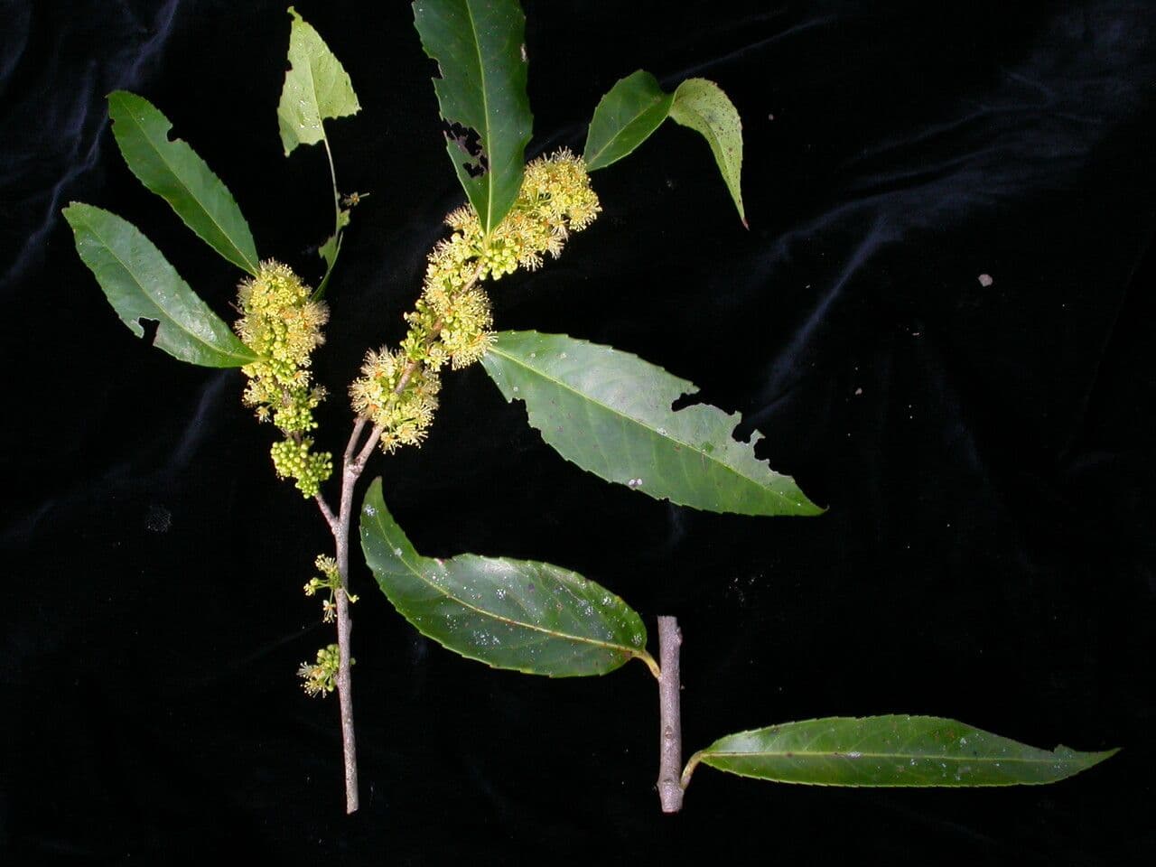 Xylosma