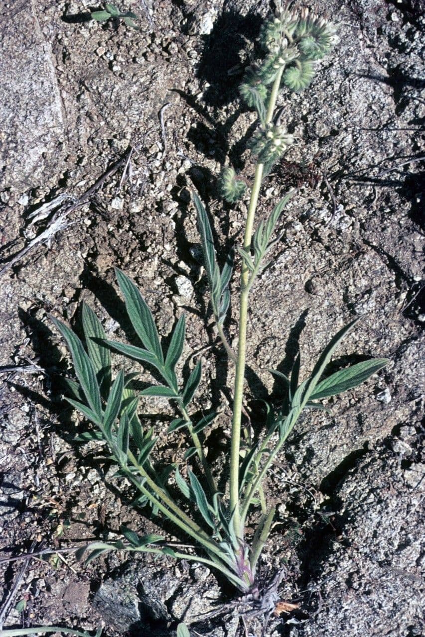 Phacelia 14