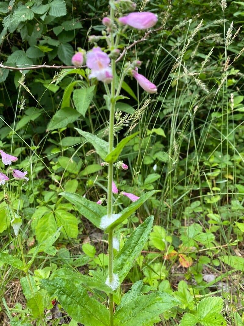 Penstemon šedý 12