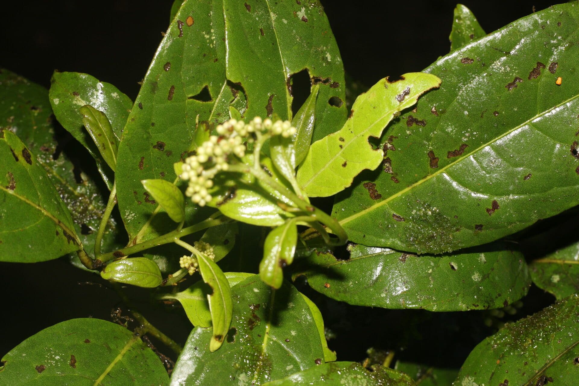 Cordia 4