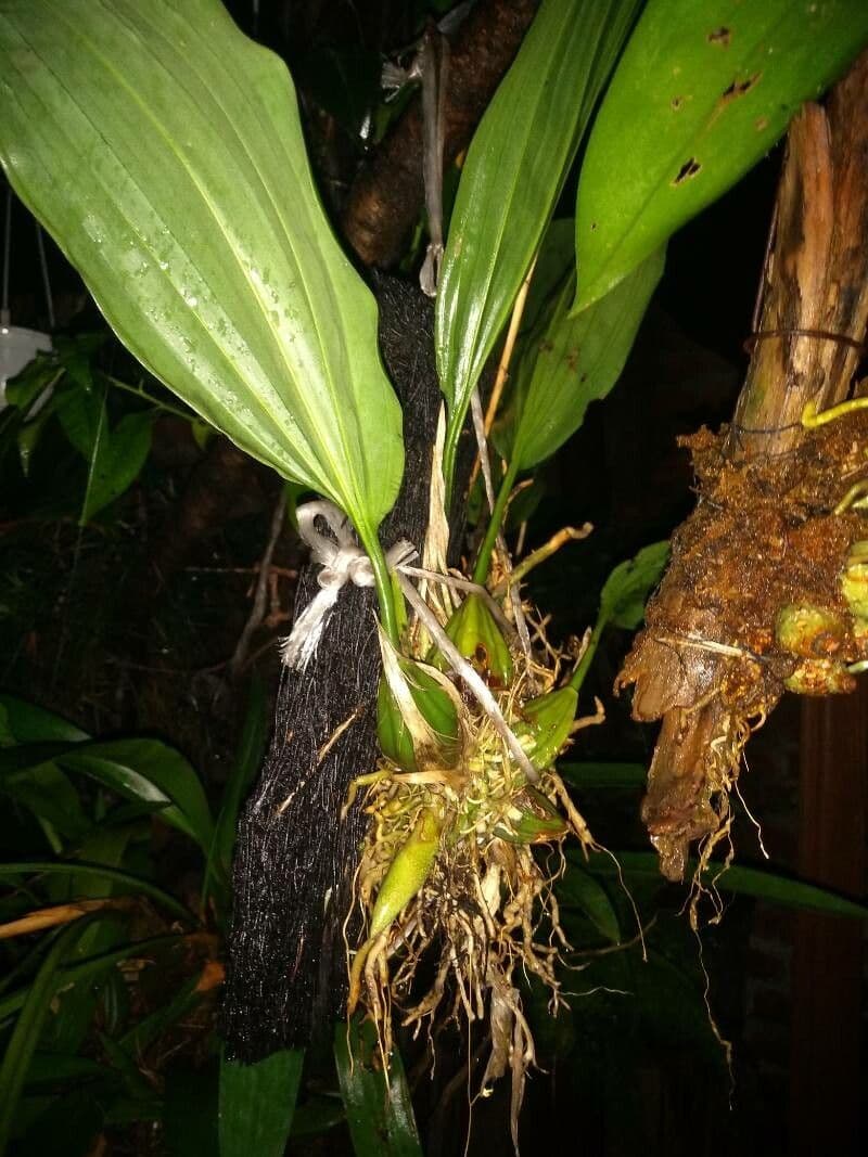 Stanhopea 9