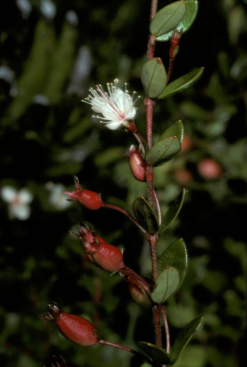 Myrteola nummularia 3