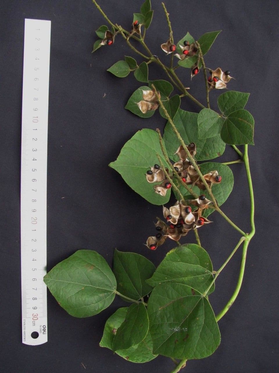 Rhynchosia 6