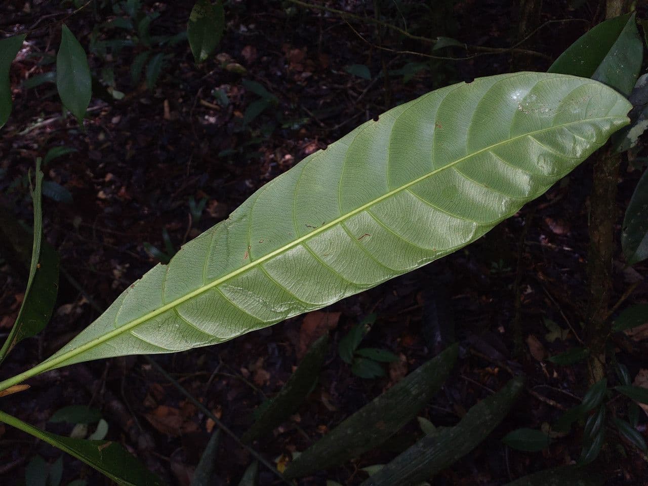 Duroia 5