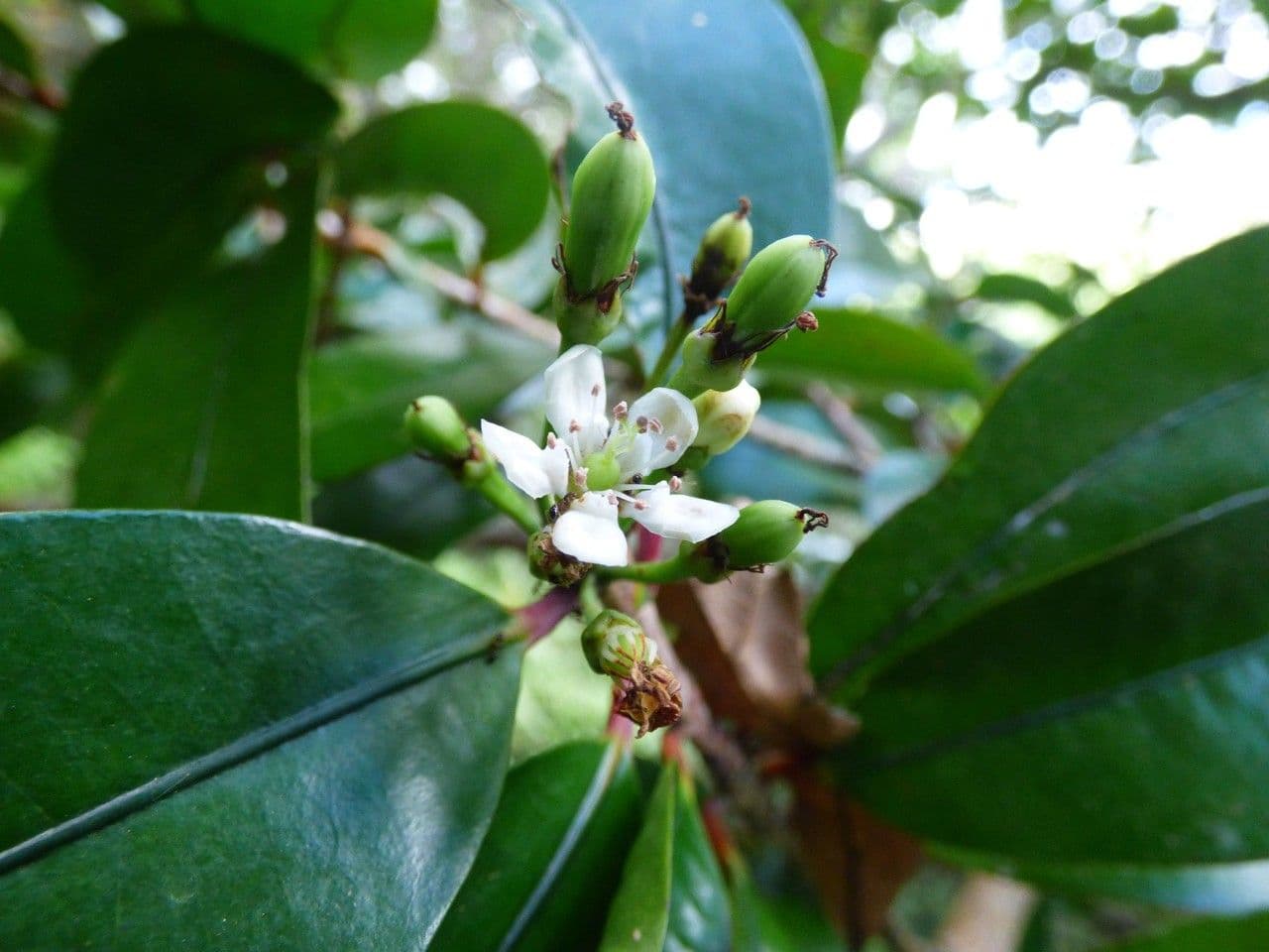 Erythroxylum 5
