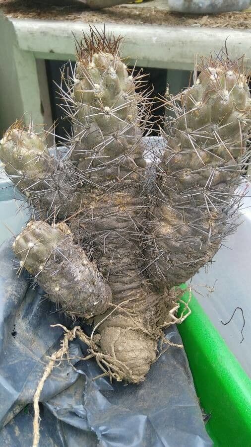 Cactus 5