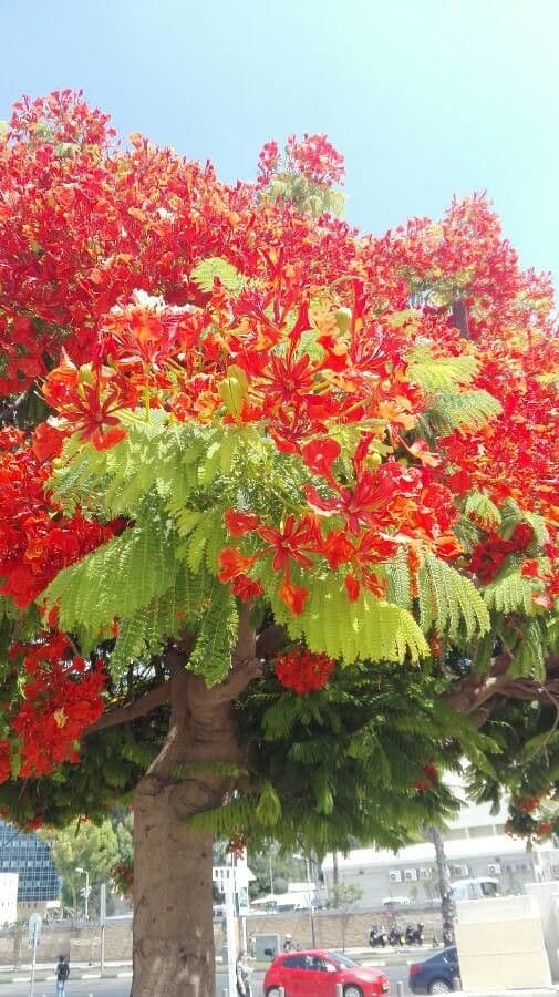 Flamboyant 6