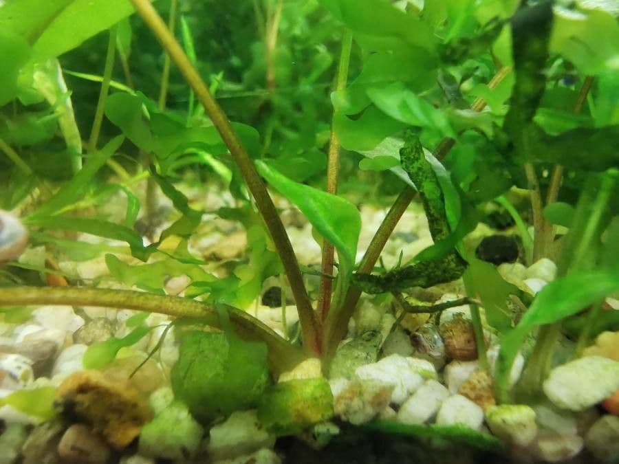 Cryptocoryne 10
