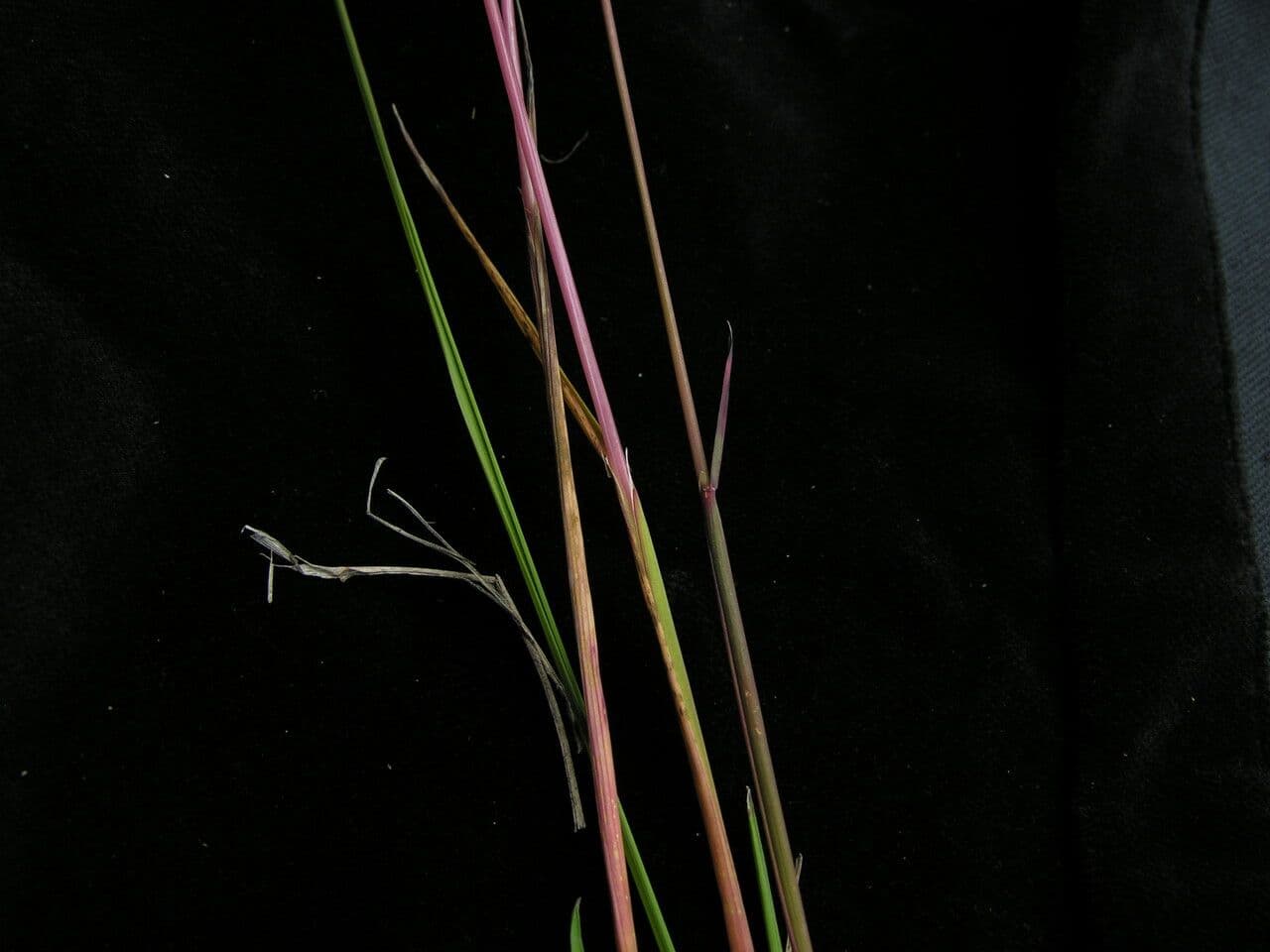 Calamagrostis 5