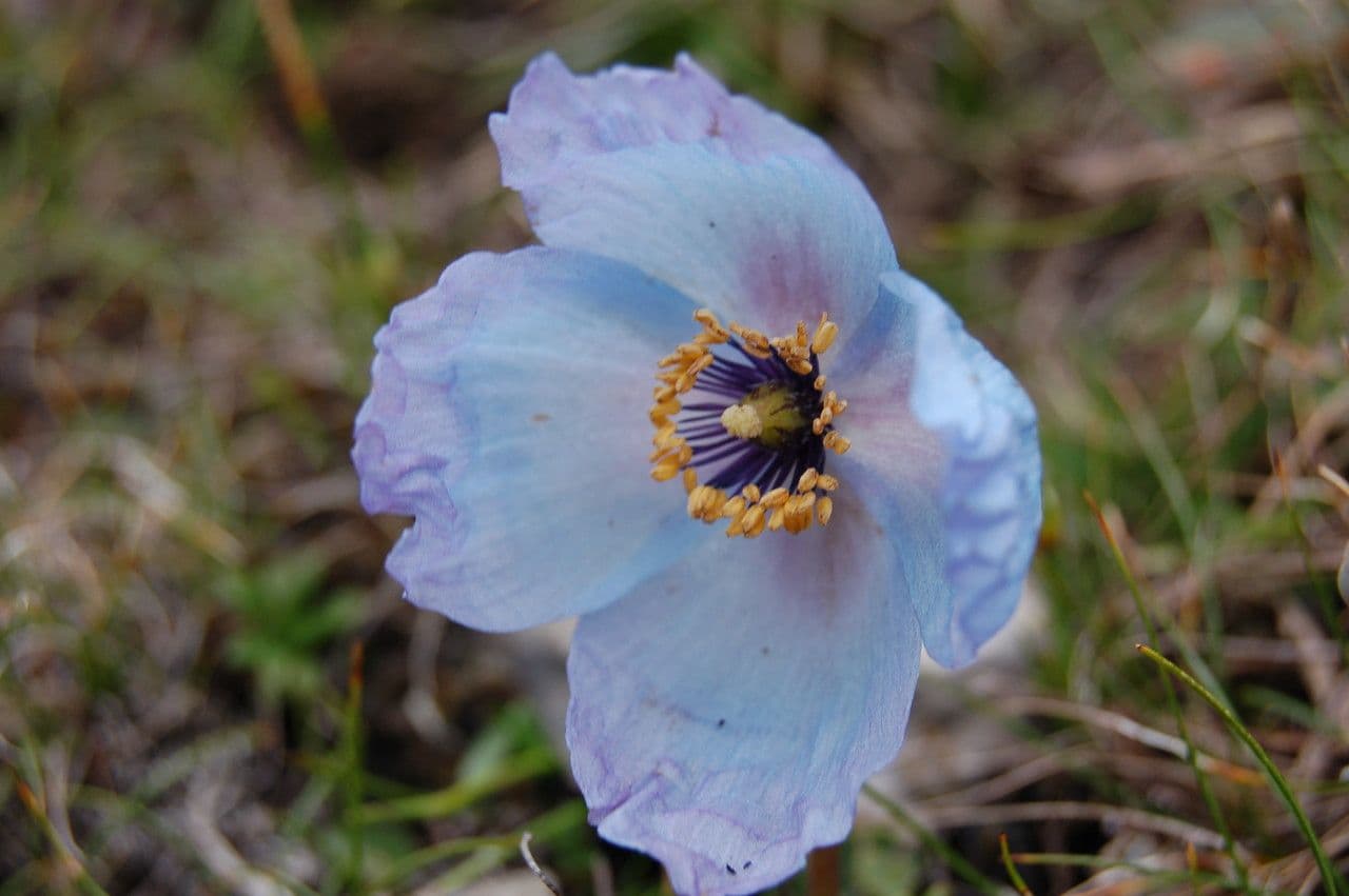 Meconopsis