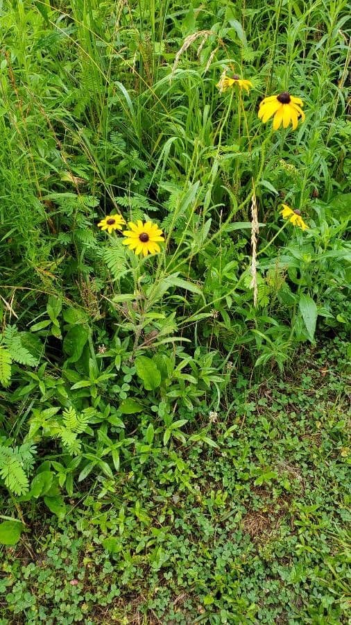 Rudbekia srstnatá 27