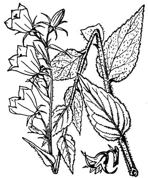 Campanula romboidale 24