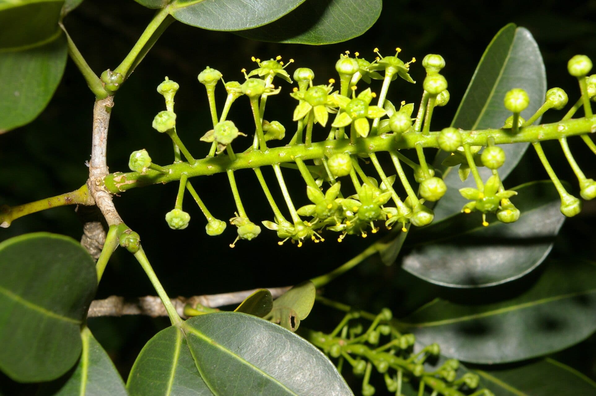 Aceitillo 7