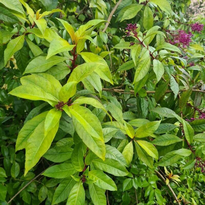 Fuchzia 18