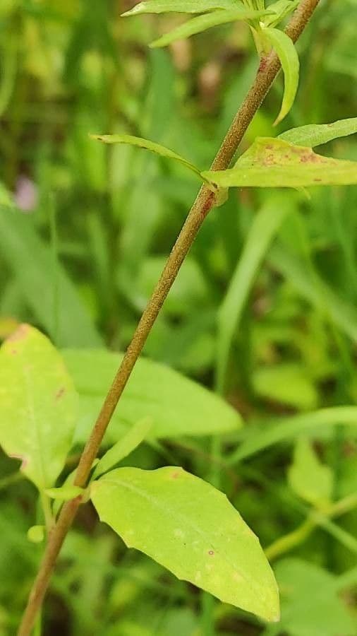 Clarkia amoena 19