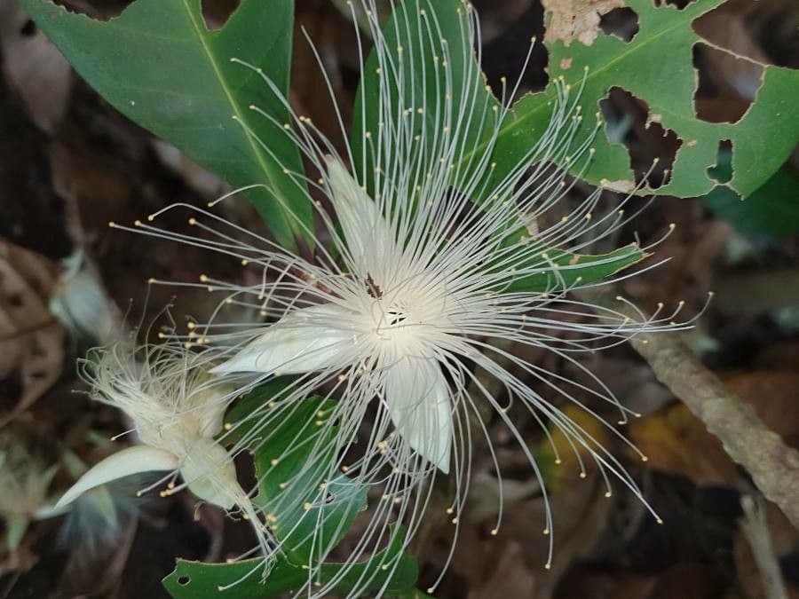 Barringtonia 5
