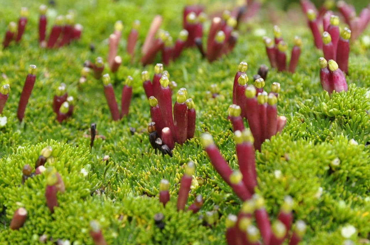 Azorella 5