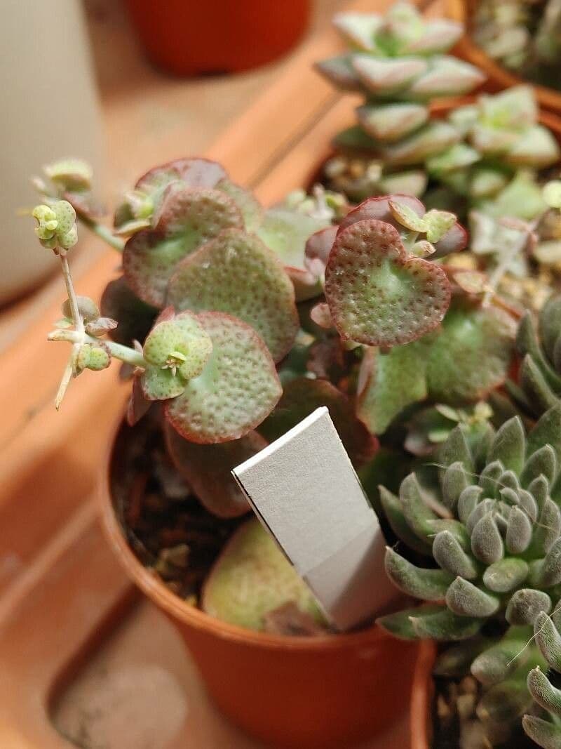 Crassula 3