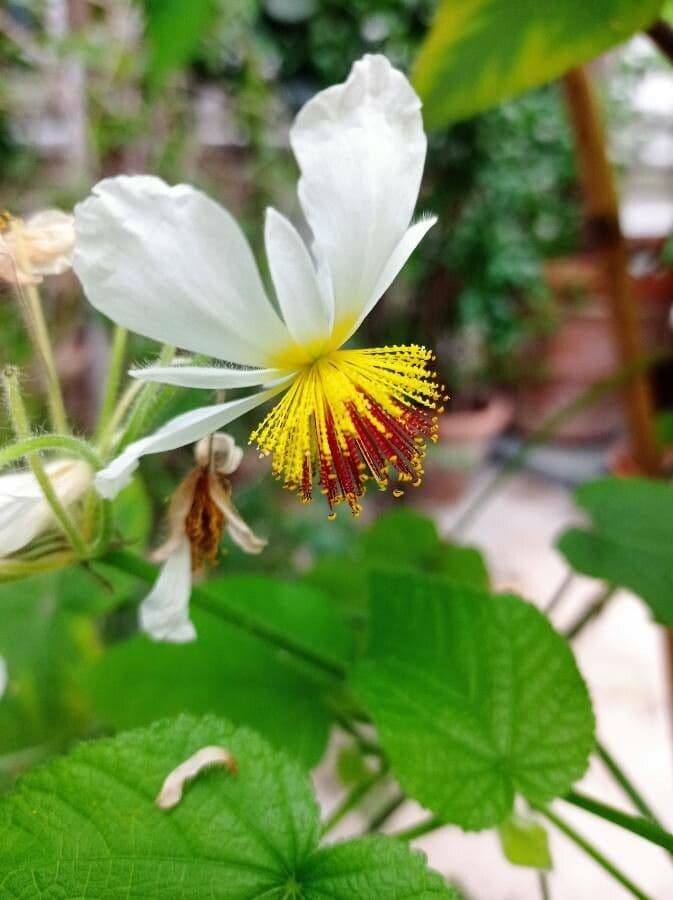 Sparmannia 5