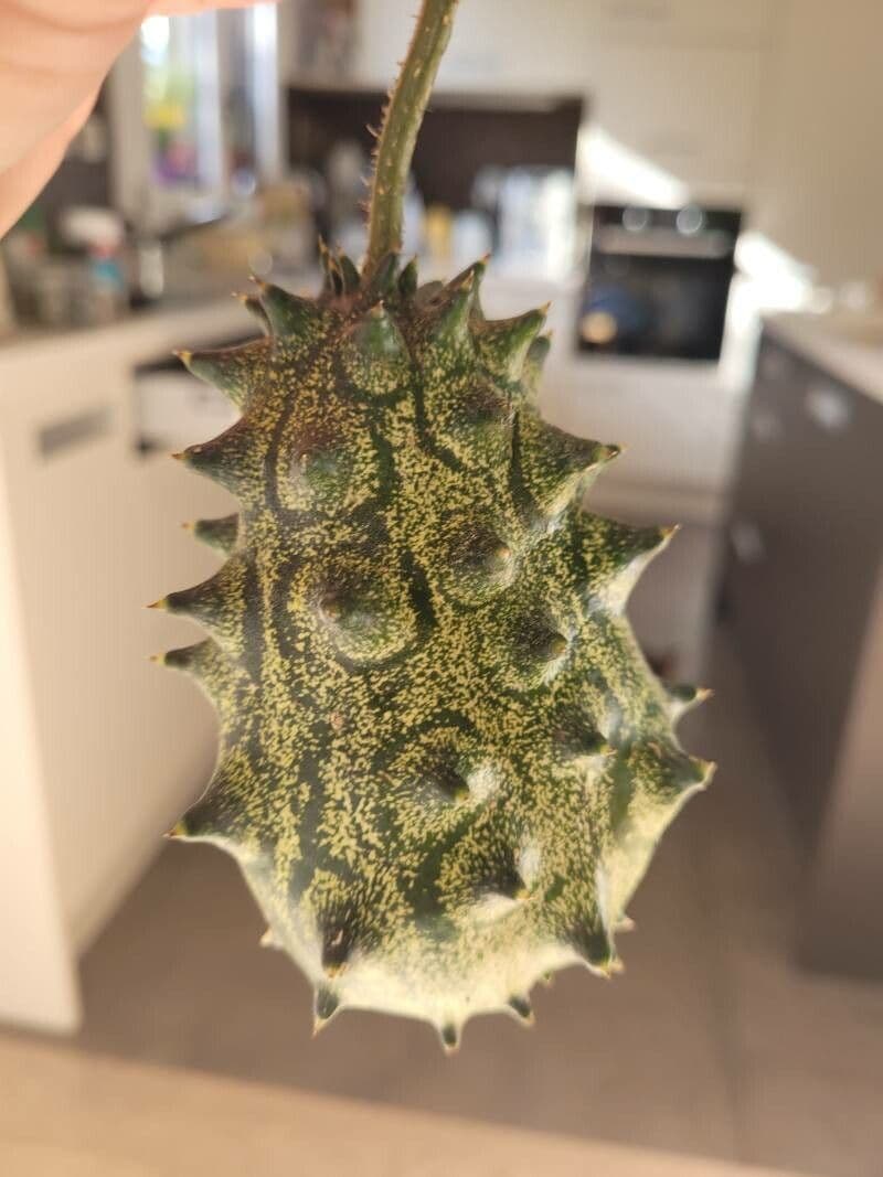 Kiwano 5