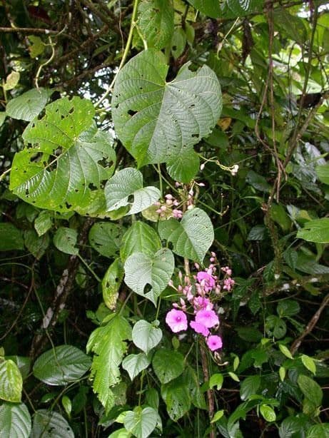 Ipomoea philomega 13