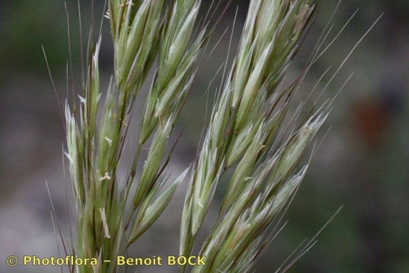 Arrhenatherum bianco 4