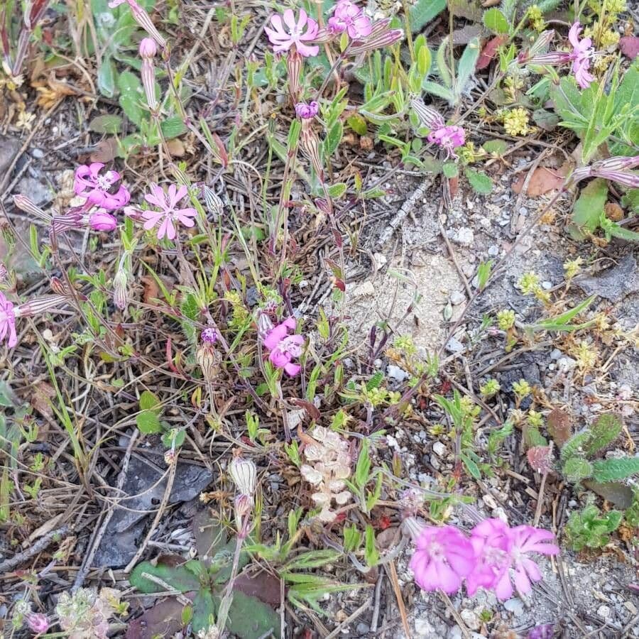 Silene 13