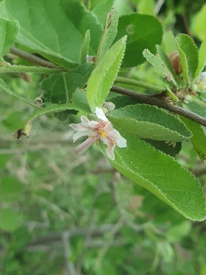 Grewia 3