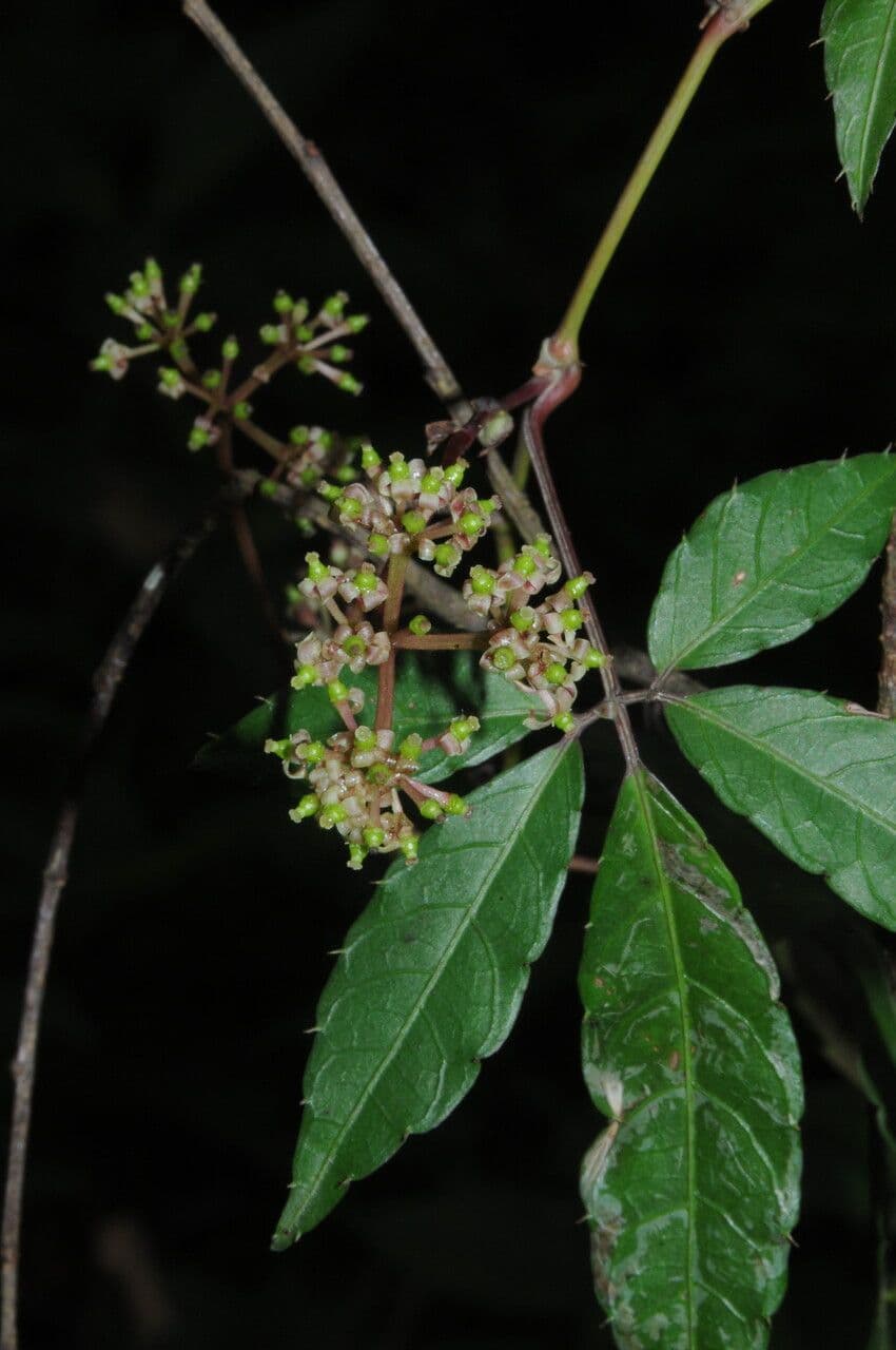 Tetrastigma 3